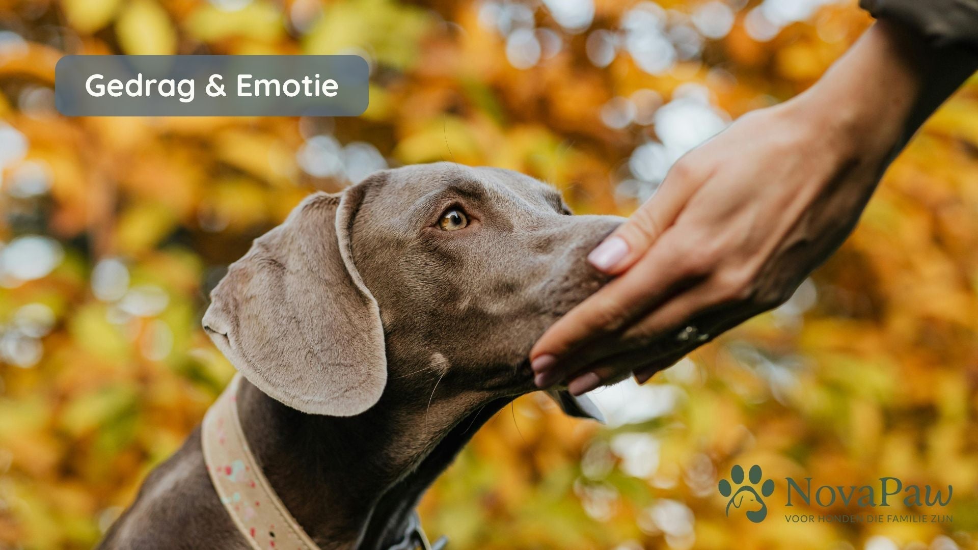 Je hond als spiegel: wat we leren van hun gevoeligheid