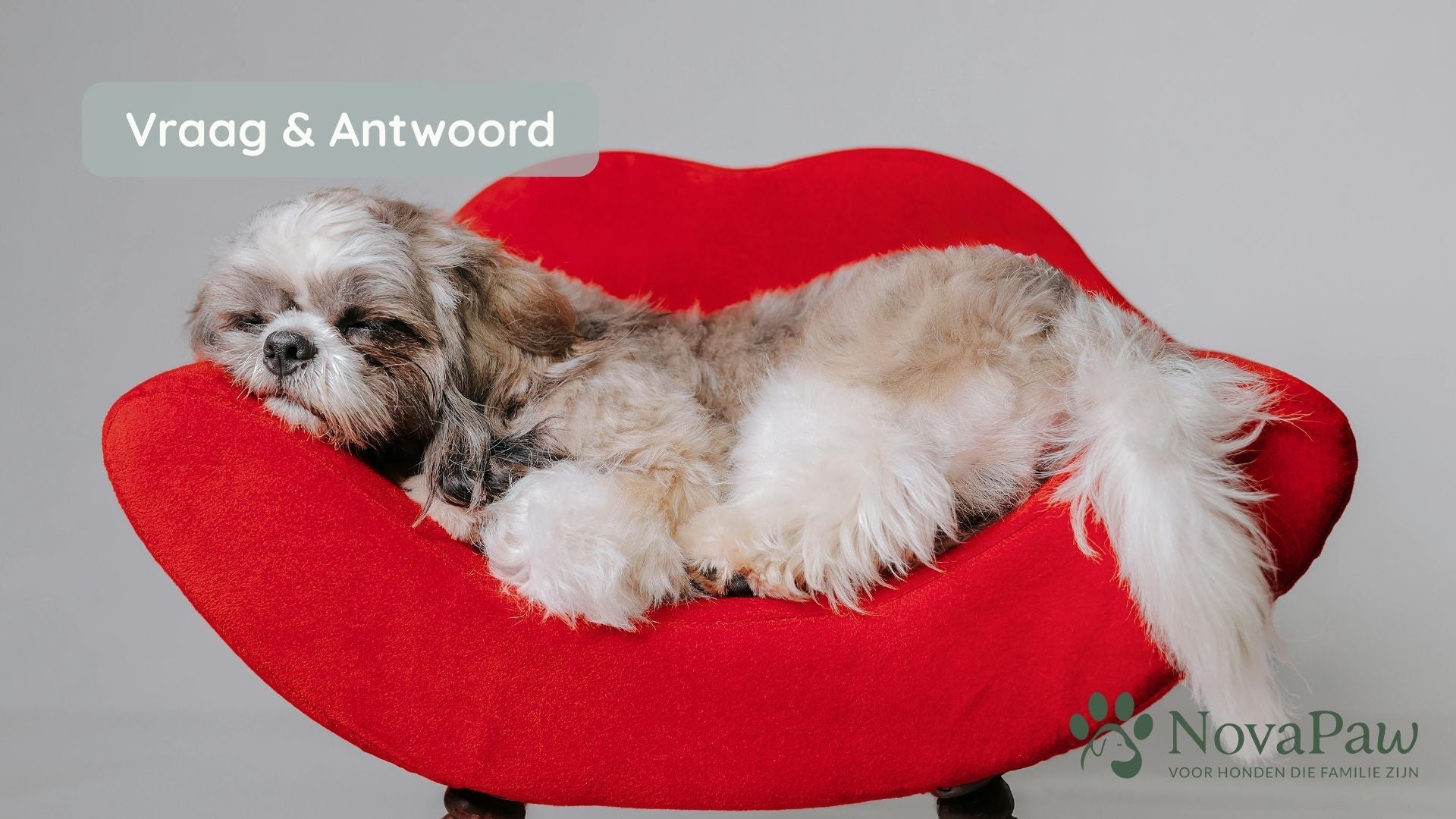 Dromen honden over ons? Wat hun slaap ons vertelt over liefde en gehechtheid