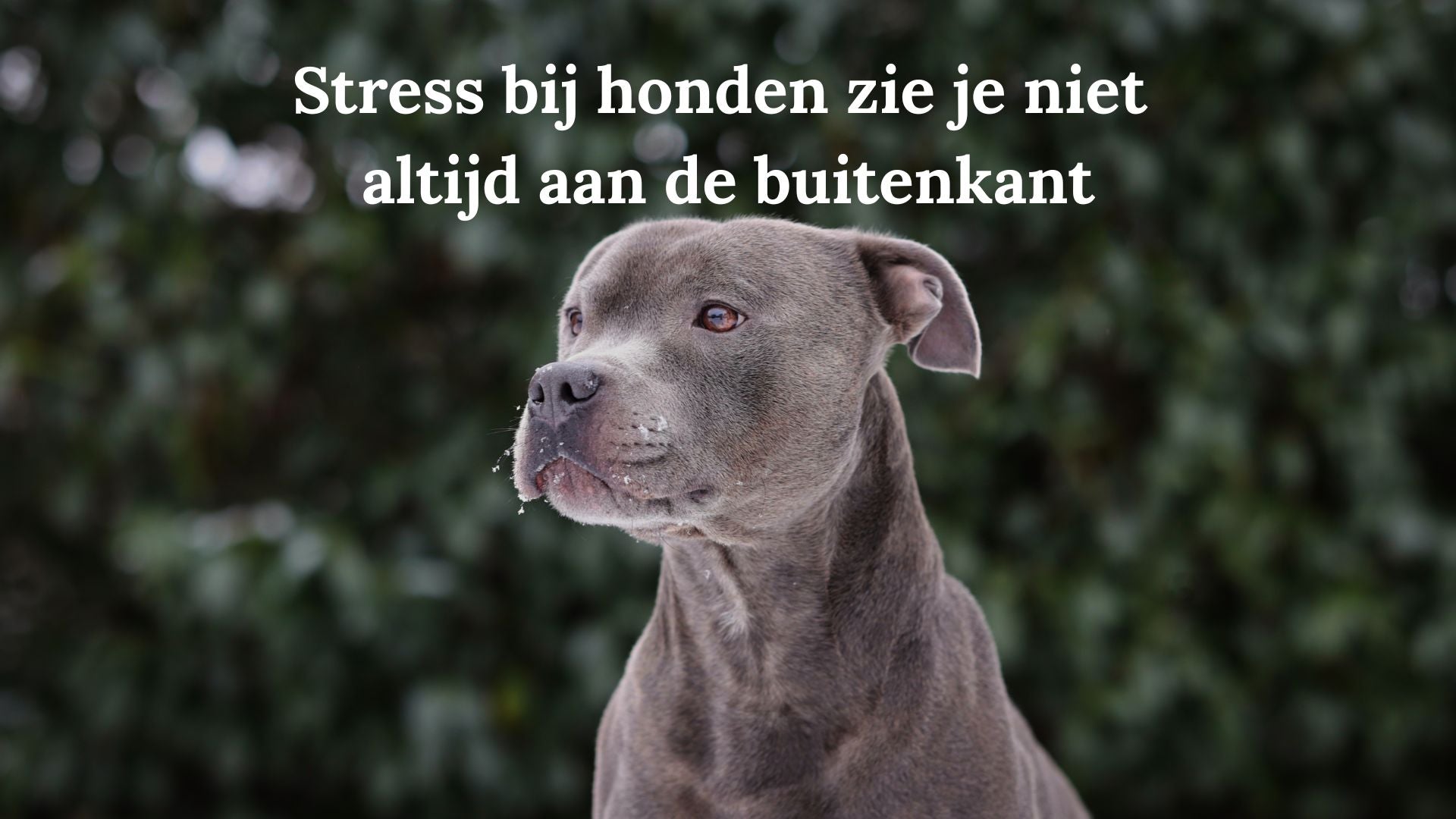 Stress bij honden: 6 signalen die je waarschijnlijk mist (en wat je eraan kunt doen)