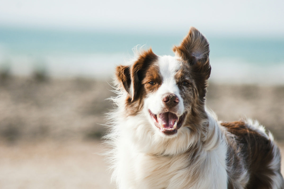 Hoe herken je stijve gewrichten bij je hond