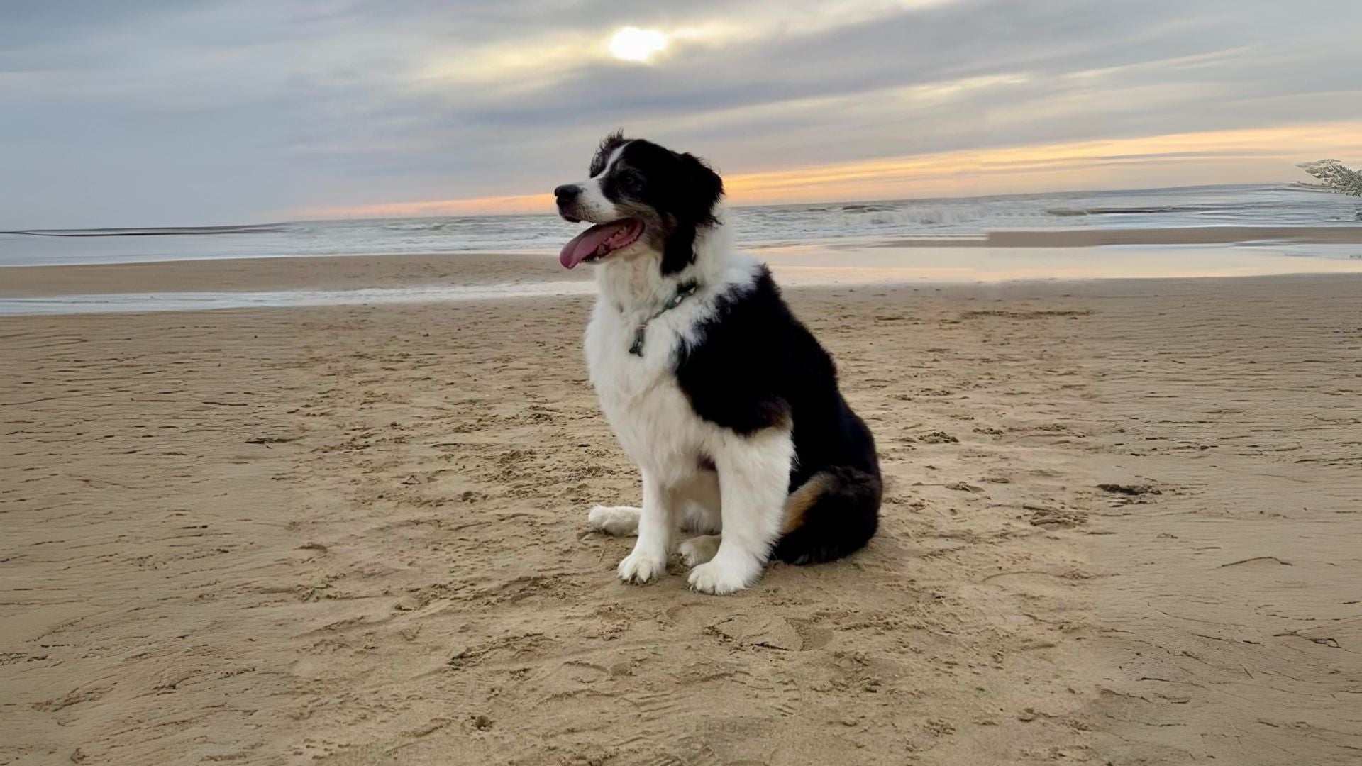 Waarom we NovaPaw zijn gestart (en wat we anders doen)