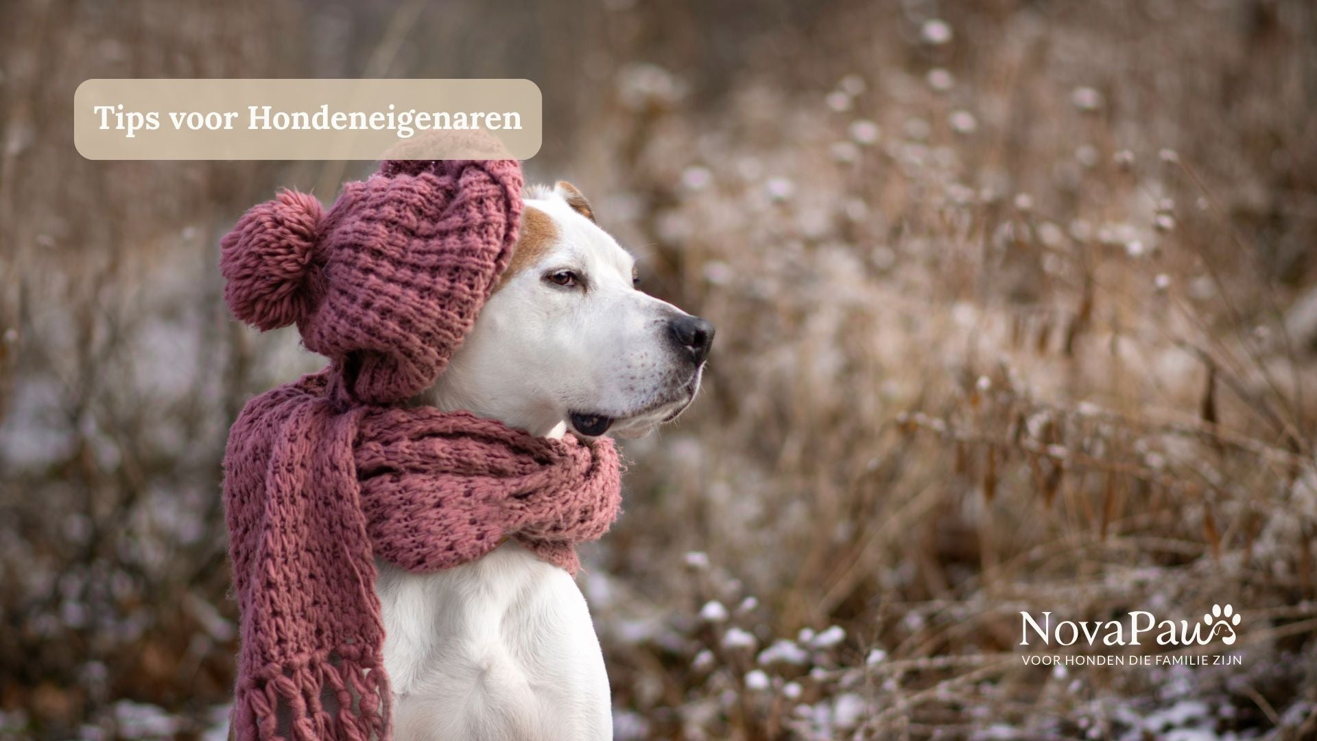 Winterpootjes hond: zo bescherm je kwetsbare voetzolen tegen kou en strooizout