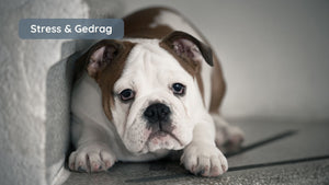 Angst bij honden: wat gebeurt er in hun hoofd?