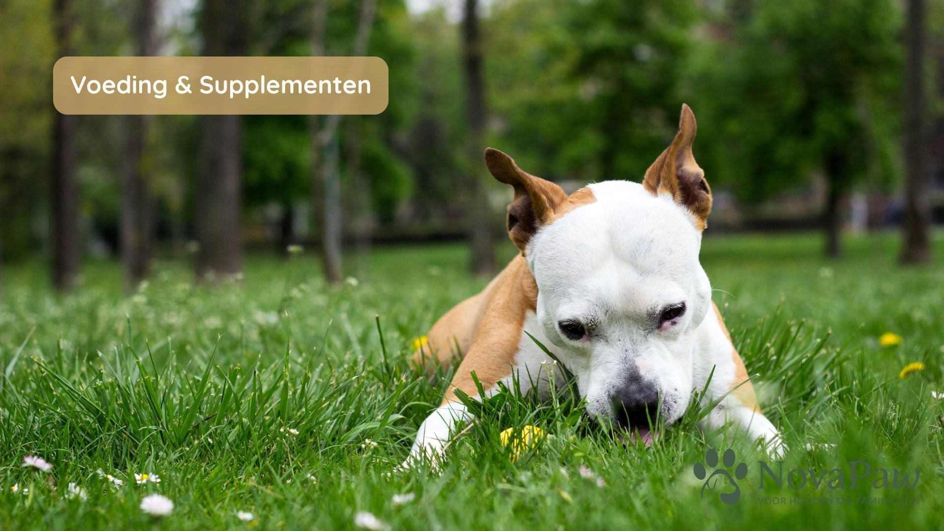 🐾 "Honden eten geen planten". Klopt dat wel?