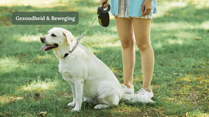 Artrose bij honden: hoe je jouw maatje soepel laat bewegen met natuurlijke ondersteuning