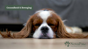 6 subtiele signalen dat je hond ongemerkt pijn heeft (en wat je kunt doen)