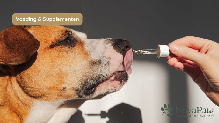 Supplementen voor honden: werken ze echt? of is het onzin?