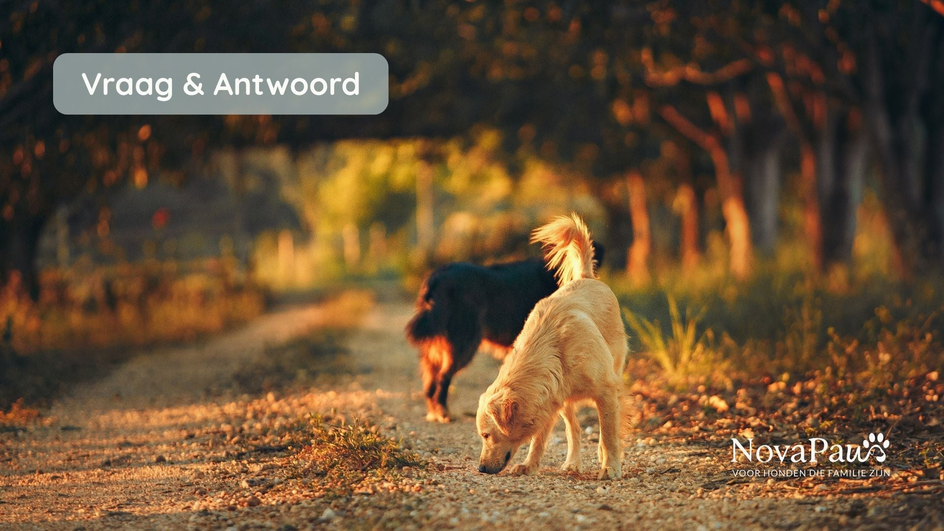 Hoe kies je een veilig en effectief supplement voor je hond?