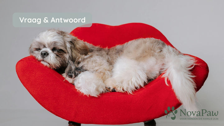 Dromen honden over ons? Wat hun slaap ons vertelt over liefde en gehechtheid