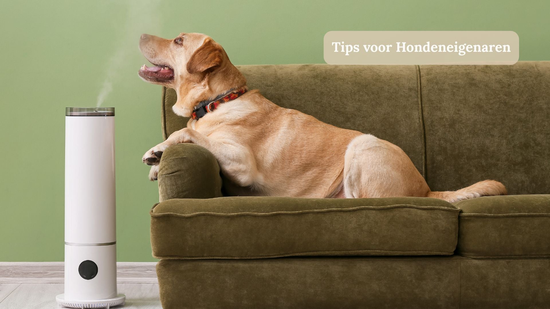 Het Nieuwe Huisdierwelzijn in 2026: Waarom Preventie de Nieuwe Standaard is