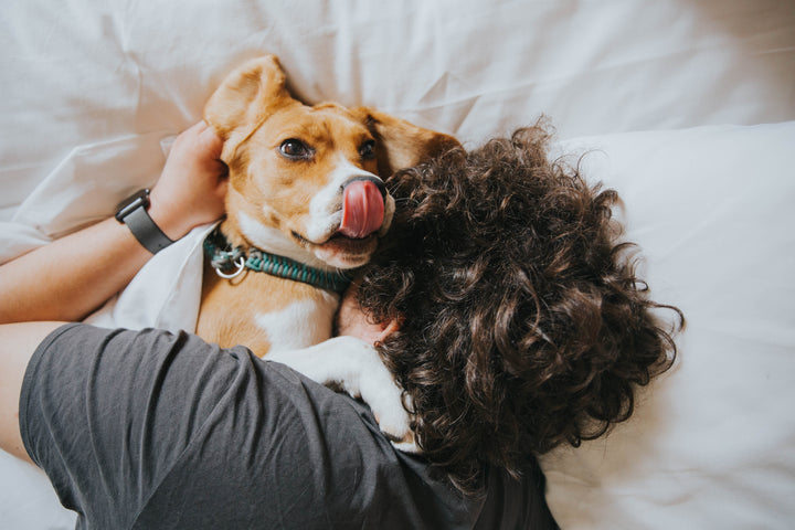 Waarom preventie beter is dan genezen – ook bij honden