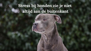 Stress bij honden: 6 signalen die je waarschijnlijk mist (en wat je eraan kunt doen)