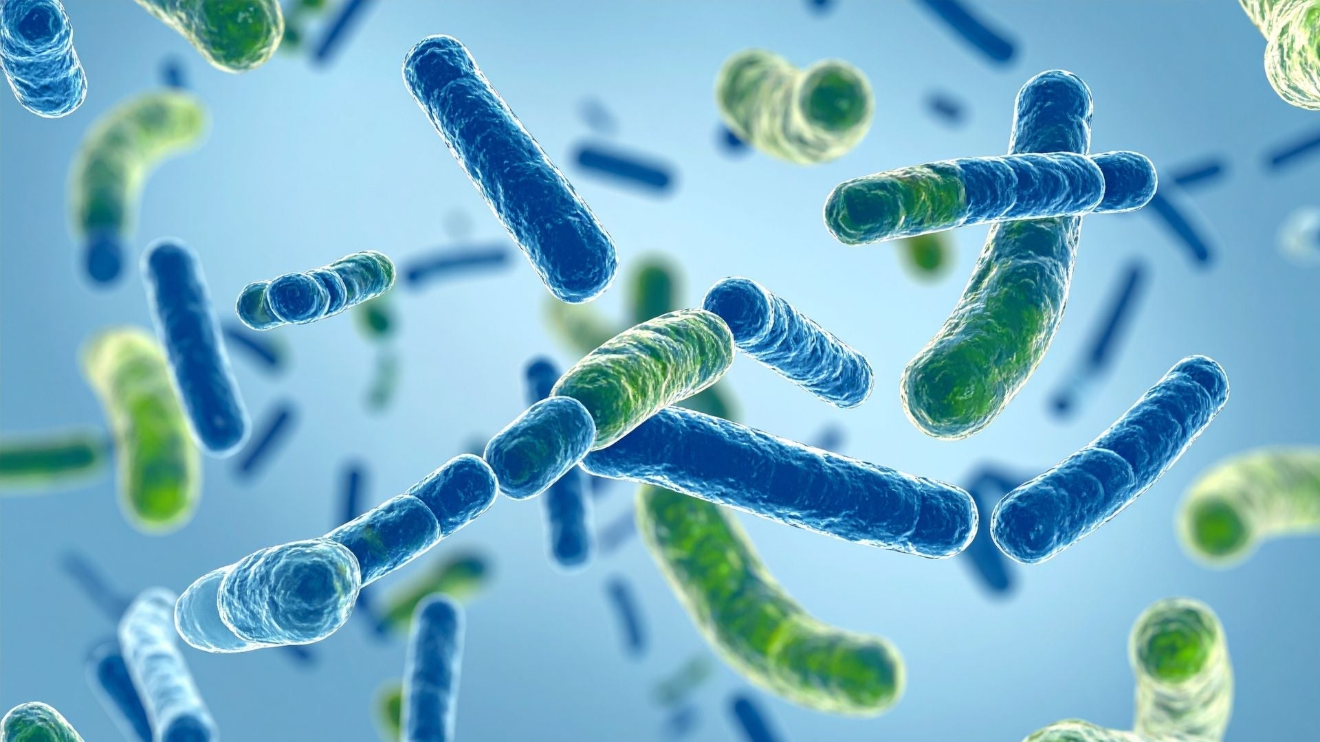 Calsporin® voor honden: wat doet Bacillus velezensis DSM 15544?