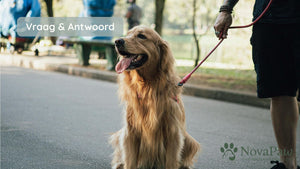 Hoe vaak geef je een supplement aan je hond?