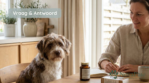 Honden supplementen combineren met medicatie: waar let u rustig op?