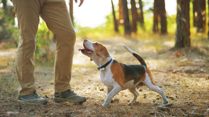 Wat meer dan 500 honden ons leerden over gewrichtspijn en soepel bewegen