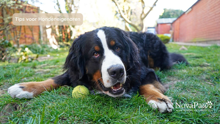 Hond wil niet spelen: oorzaken, misverstanden en tips voor baasjes