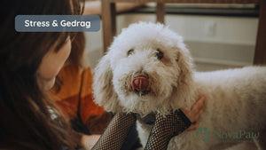 Wat je hond je eigenlijk wil zeggen als hij niets zegt