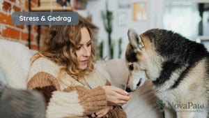 Stress bij het baasje: invloed op het gedrag van je hond