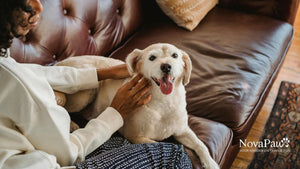 Dierendag 2025: vier de liefde voor je hond met zorg en gezondheid