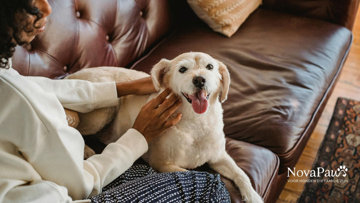 Dierendag 2025: vier de liefde voor je hond met zorg en gezondheid