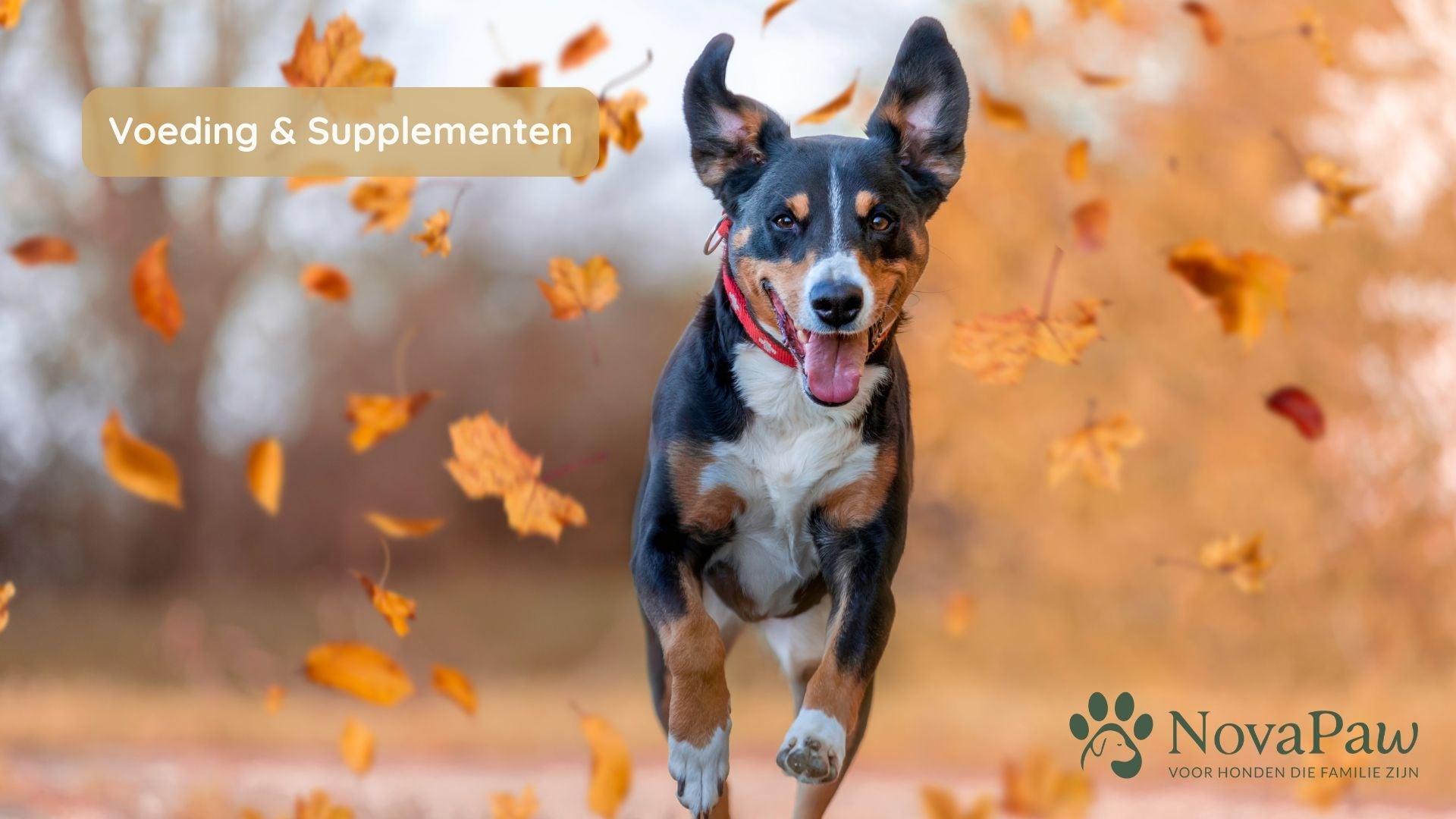 Wat is MSM en waarom zit het in veel gewrichtssupplementen voor honden?