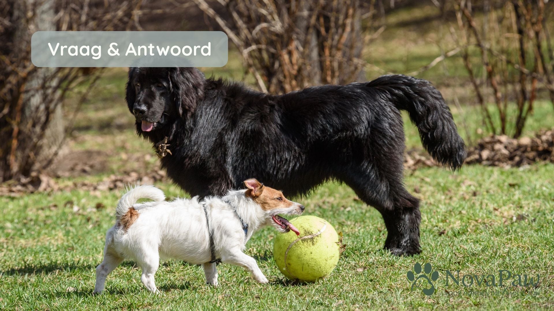 Zijn gewrichtsproblemen alleen iets voor grote honden?