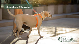 Hoeveel beweging heeft je hond nodig?