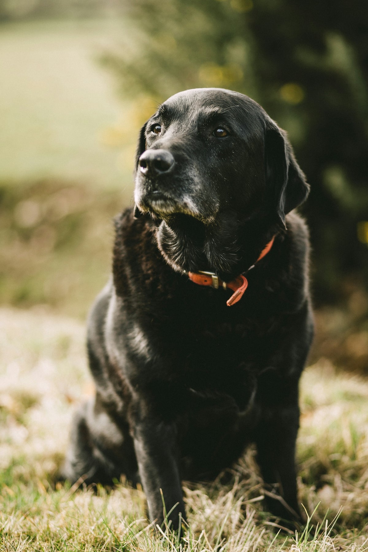 Waarom heeft mijn oude hond stijve achterpoten