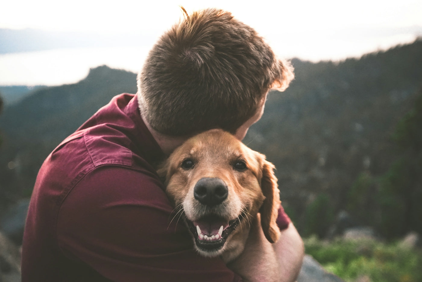 Dagelijkse Routine Voor Een Gezonde Hond: Tips En Advies