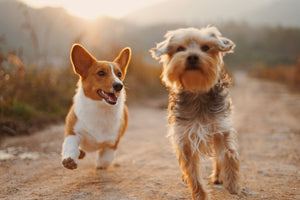 Hoe Hondenverzorging Slaapgedrag Verbeteren kan bij Je Hond