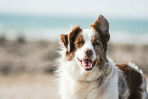 Hoe herken je stijve gewrichten bij je hond