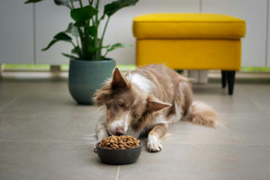 Gevoelige darmen hond: Tips voor een gezonde voeding