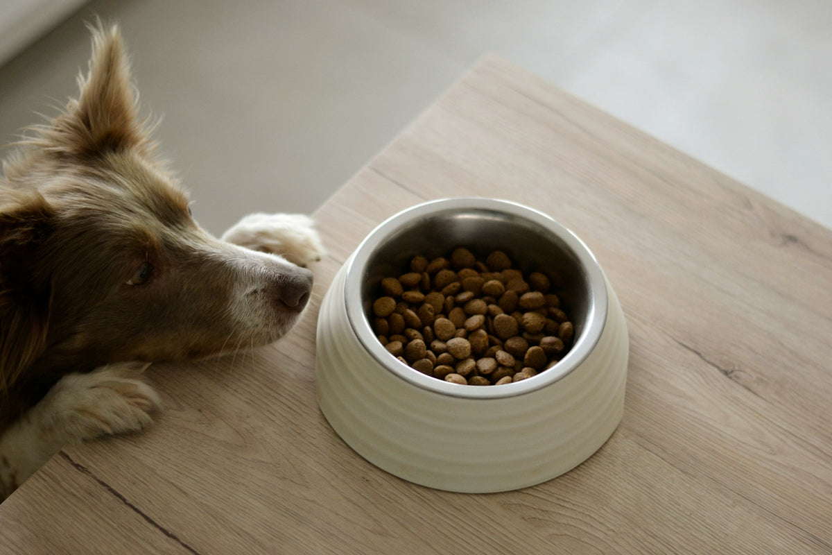 Diarree bij honden: mogelijke oorzaken en oplossingen
