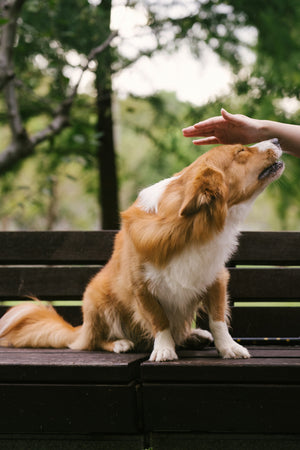 Signalen Van Stress Bij Je Hond En Hoe Je Deze Verlicht