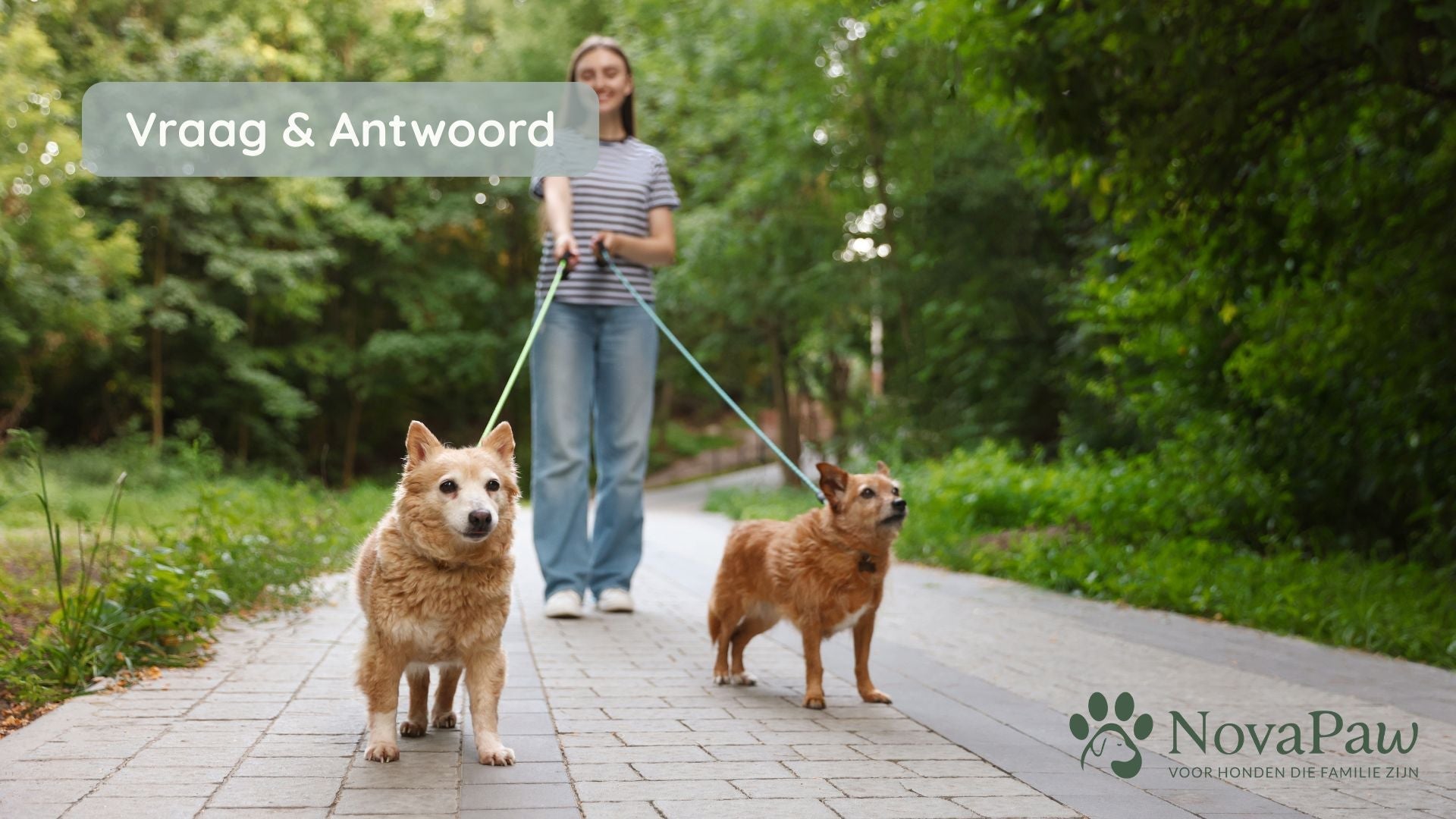 Is ouderdom altijd de oorzaak van traagheid bij honden?