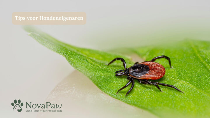 De Grote Voorjaarsteken-Invasie is Begonnen – Ben jij voorbereid?