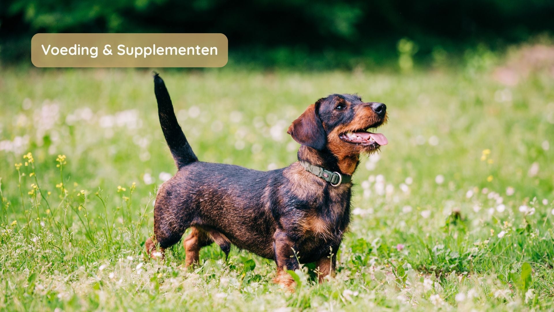 Wanneer geef je een gewrichtssupplement aan je hond?