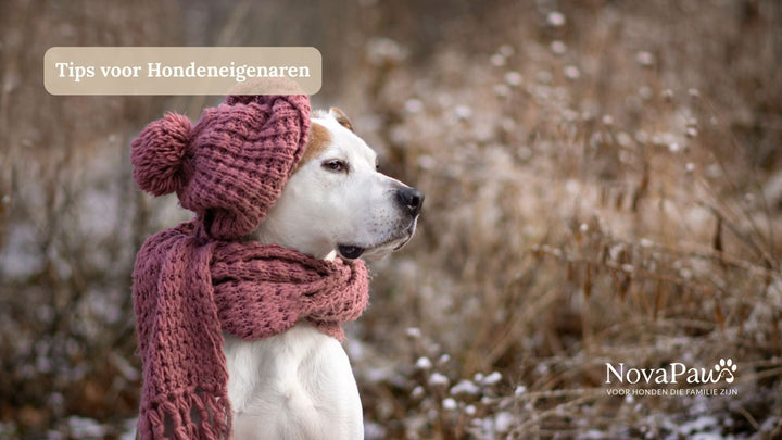 Winterpootjes hond: zo bescherm je kwetsbare voetzolen tegen kou en strooizout