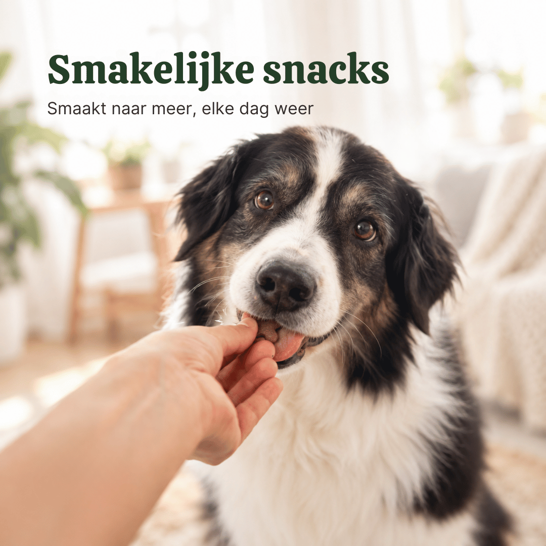 Hond eet een NovaPaw Beweeg Comfort snack uit de hand van zijn baasje, smakelijke snack voor soepele gewrichten