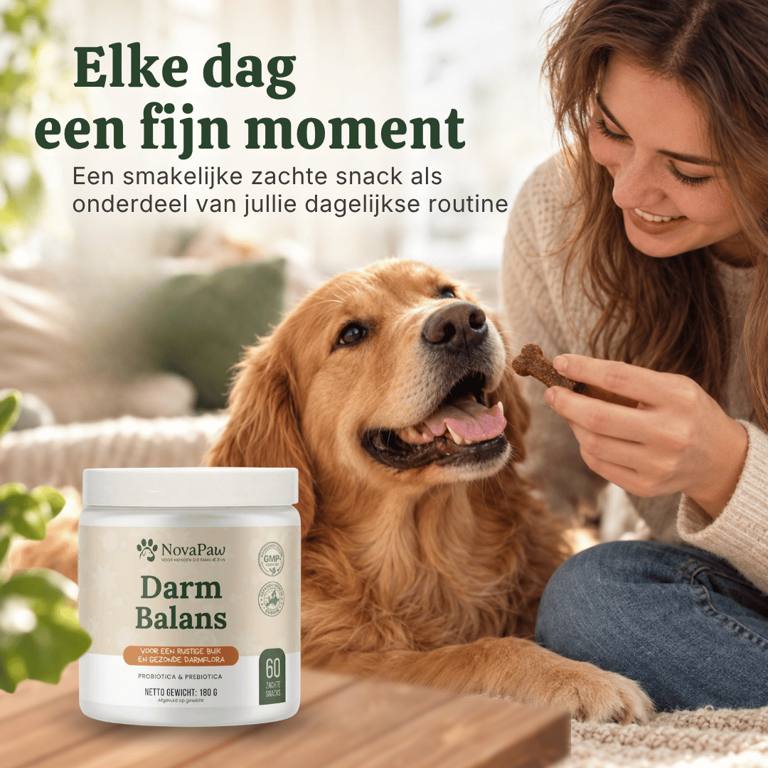 Vrouw geeft haar golden retriever een zachte NovaPaw Darm Balans snack als vast moment in de dagelijkse routine