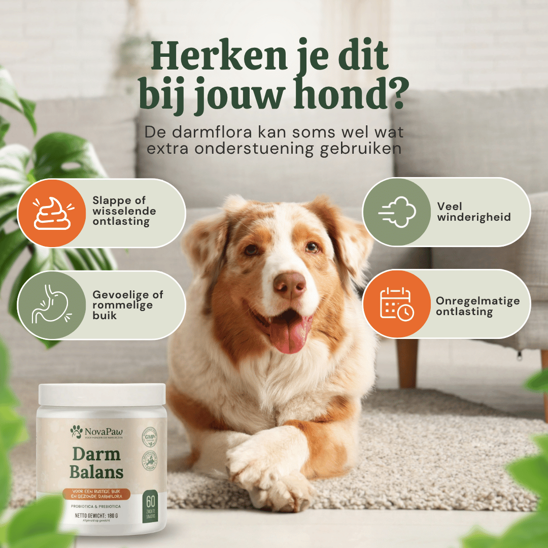 Australian shepherd bij NovaPaw Darm Balans, voor honden met slappe ontlasting, winderigheid of gevoelige buik