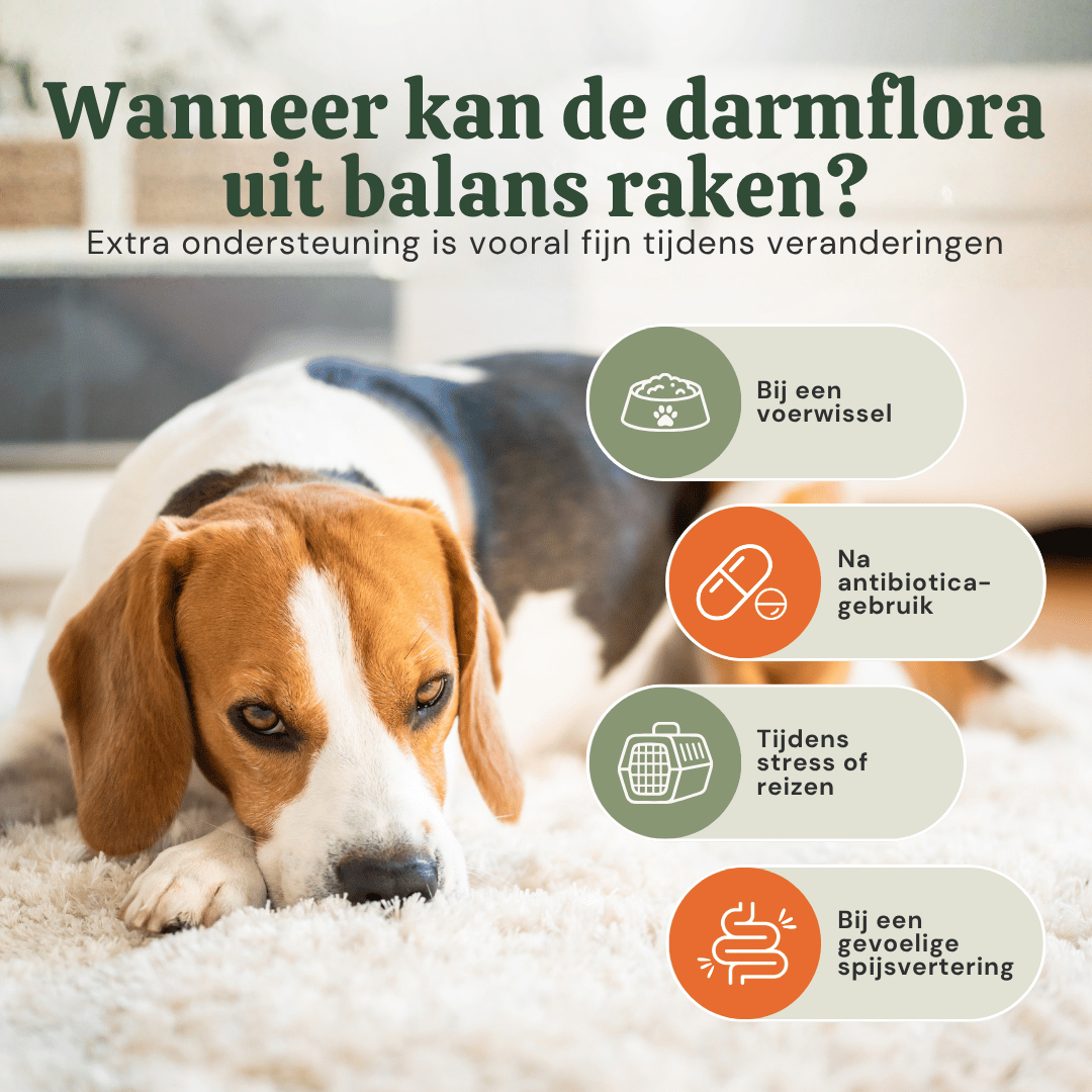 Beagle op vloerkleed: darmflora uit balans door voerwissel, antibiotica of stress, ondersteund door Darm Balans