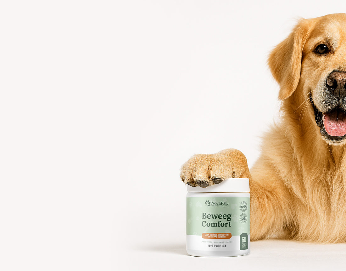 Hond met poot op NovaPaw gezond supplement voor gewrichtsondersteuning