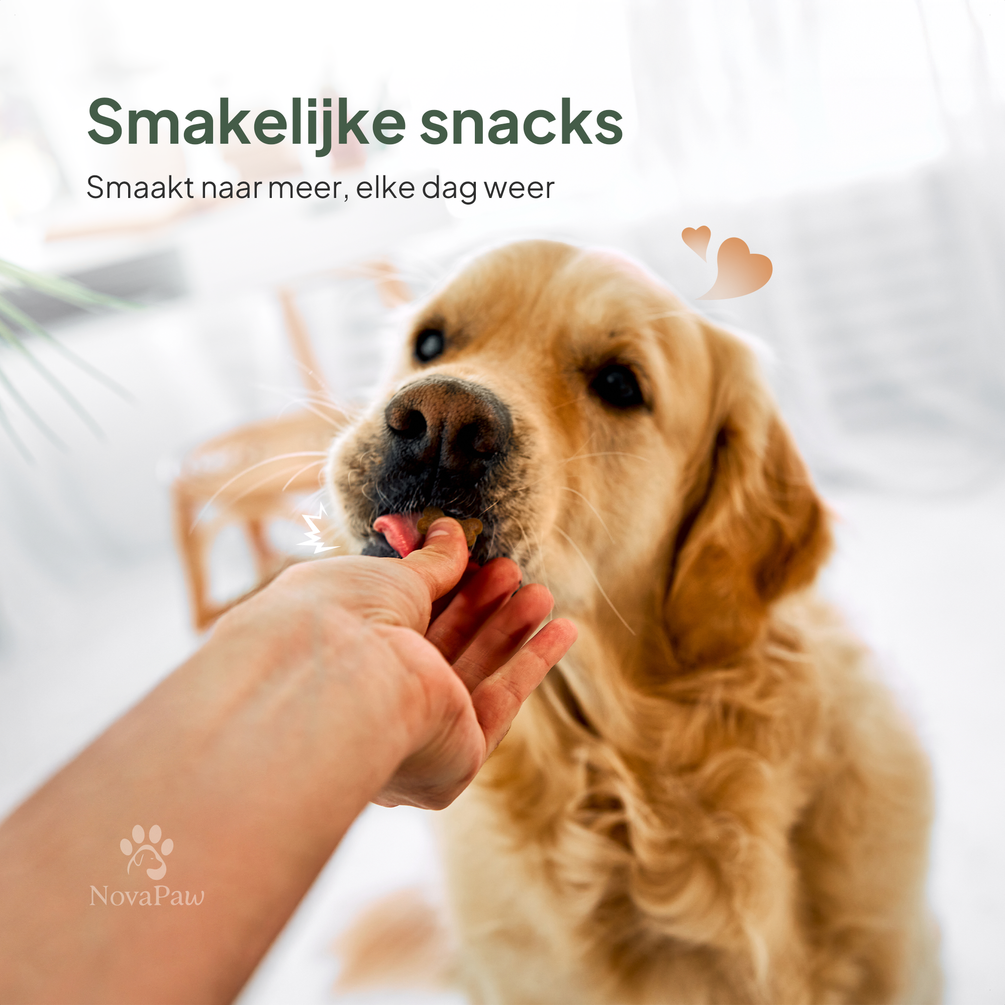 Hond geniet van een smakelijke NovaPaw Beweeg Comfort snack, gegeven uit de hand.